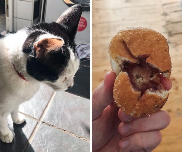 20+ животных, чья молчаливая поддержка оказалась лучше тысячи слов 20+ животных, чья молчаливая поддержка оказалась лучше тысячи слов