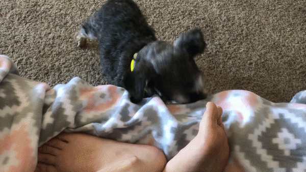 20+ животных, чья молчаливая поддержка оказалась лучше тысячи слов 20+ животных, чья молчаливая поддержка оказалась лучше тысячи слов