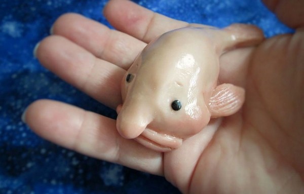 Самые странные животные мира Самые странные животные мира