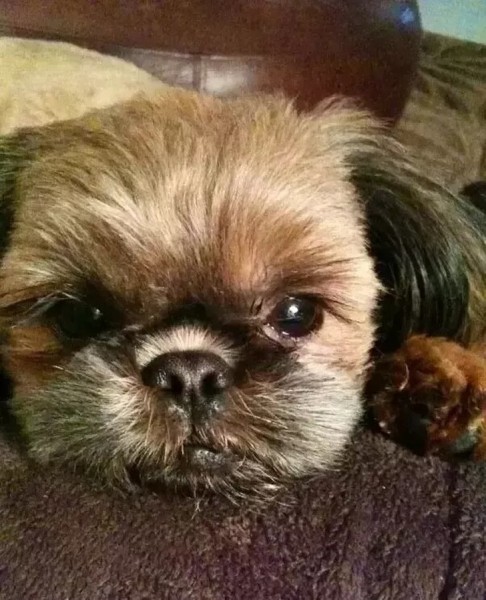 20+ животных, чья молчаливая поддержка оказалась лучше тысячи слов 20+ животных, чья молчаливая поддержка оказалась лучше тысячи слов