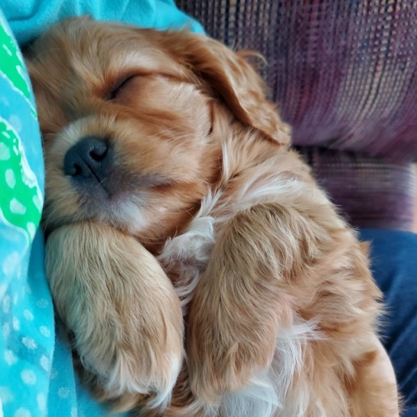 20+ животных, чья молчаливая поддержка оказалась лучше тысячи слов 20+ животных, чья молчаливая поддержка оказалась лучше тысячи слов