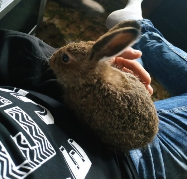 20+ животных, чья молчаливая поддержка оказалась лучше тысячи слов 20+ животных, чья молчаливая поддержка оказалась лучше тысячи слов