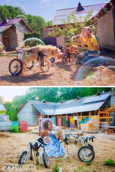 Москвичка променяла карьеру и славу, чтобы сделать собак счастливыми
Москвичка променяла карьеру и славу, чтобы сделать собак счастливыми