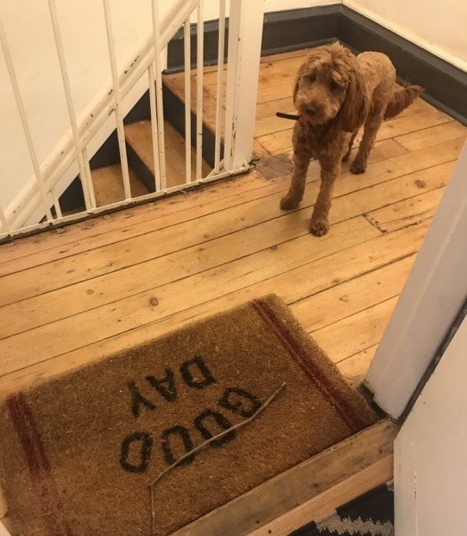 20+ животных, чья молчаливая поддержка оказалась лучше тысячи слов 20+ животных, чья молчаливая поддержка оказалась лучше тысячи слов