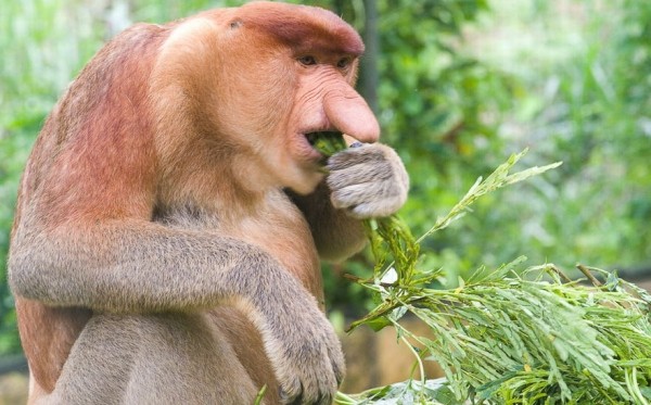 Самые странные животные мира Самые странные животные мира