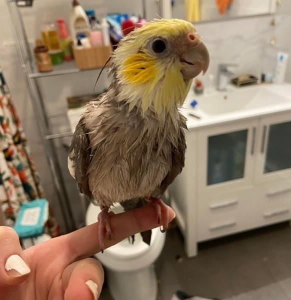 20+ животных, чья молчаливая поддержка оказалась лучше тысячи слов 20+ животных, чья молчаливая поддержка оказалась лучше тысячи слов