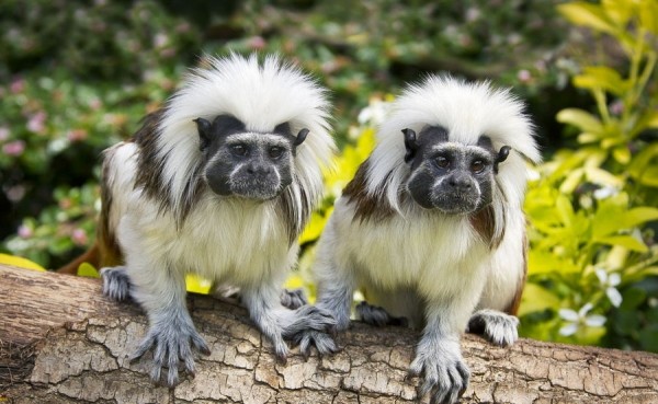 Самые странные животные мира Самые странные животные мира