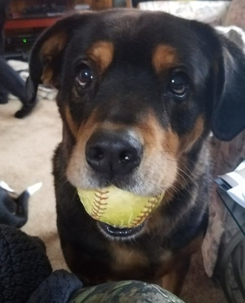 20+ животных, чья молчаливая поддержка оказалась лучше тысячи слов 20+ животных, чья молчаливая поддержка оказалась лучше тысячи слов