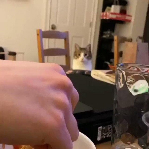 Какая же самоизоляция без котиков!