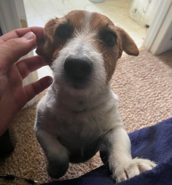 20+ животных, чья молчаливая поддержка оказалась лучше тысячи слов 20+ животных, чья молчаливая поддержка оказалась лучше тысячи слов