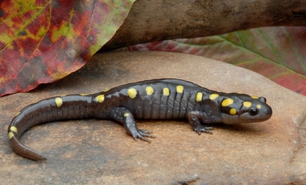 Самые странные животные мира Самые странные животные мира