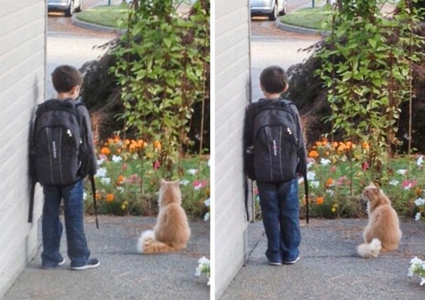 20+ животных, чья молчаливая поддержка оказалась лучше тысячи слов 20+ животных, чья молчаливая поддержка оказалась лучше тысячи слов