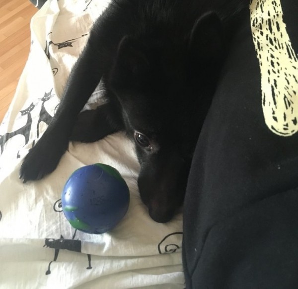 20+ животных, чья молчаливая поддержка оказалась лучше тысячи слов 20+ животных, чья молчаливая поддержка оказалась лучше тысячи слов