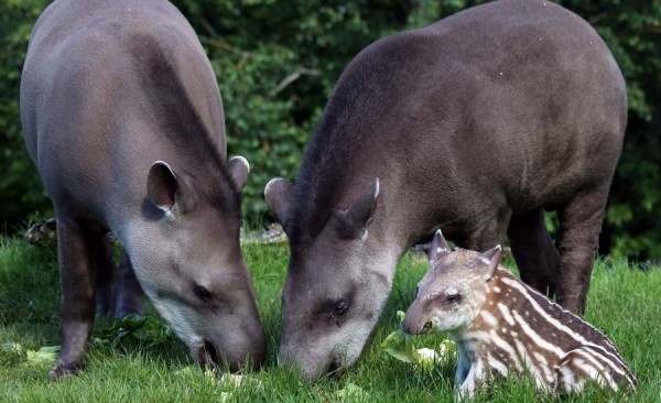 Самые странные животные мира Самые странные животные мира