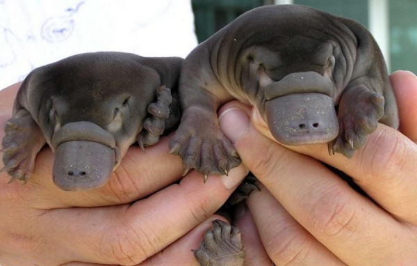 Самые странные животные мира Самые странные животные мира