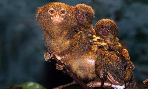 Самые странные животные мира Самые странные животные мира