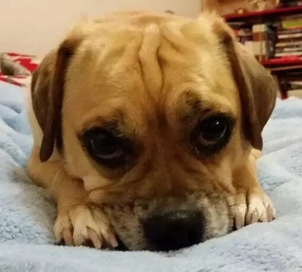 20+ животных, чья молчаливая поддержка оказалась лучше тысячи слов 20+ животных, чья молчаливая поддержка оказалась лучше тысячи слов