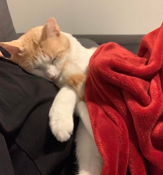 20+ животных, чья молчаливая поддержка оказалась лучше тысячи слов 20+ животных, чья молчаливая поддержка оказалась лучше тысячи слов