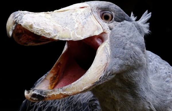 Самые странные животные мира Самые странные животные мира