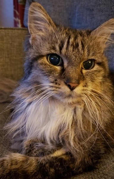 20+ животных, чья молчаливая поддержка оказалась лучше тысячи слов 20+ животных, чья молчаливая поддержка оказалась лучше тысячи слов