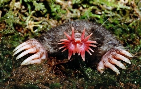 Самые странные животные мира Самые странные животные мира