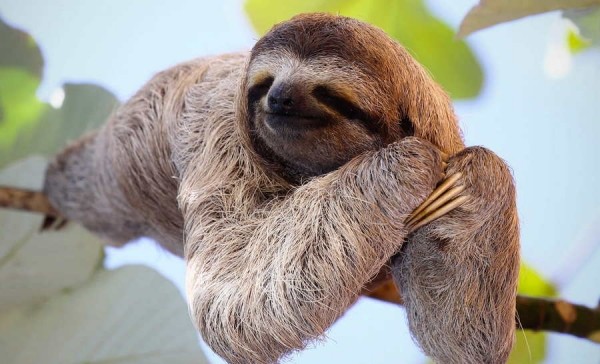 Самые странные животные мира Самые странные животные мира