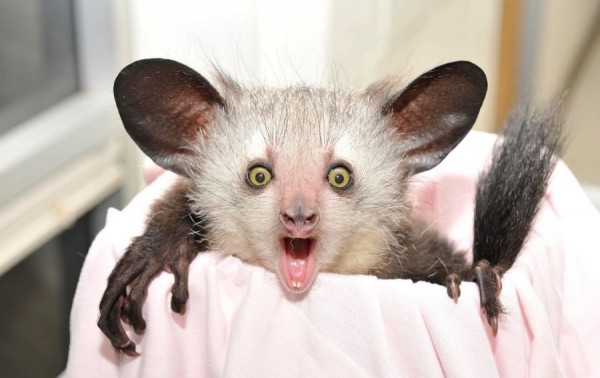 Самые странные животные мира Самые странные животные мира