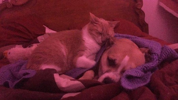 Какая же самоизоляция без котиков!