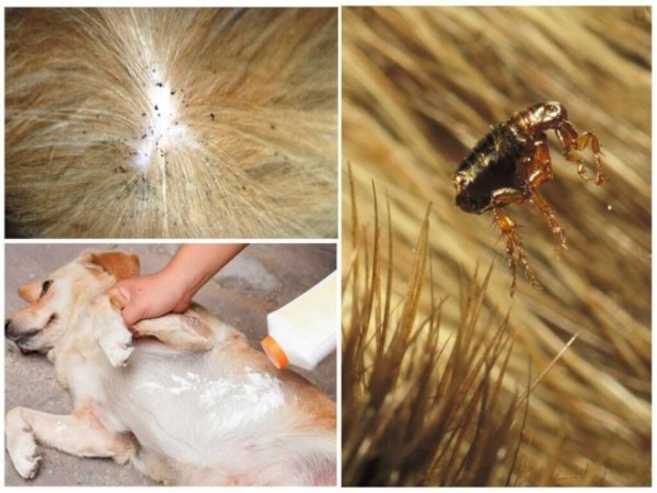 Аллергия на укусы блох — описание, симптомы, лечение, профилактика