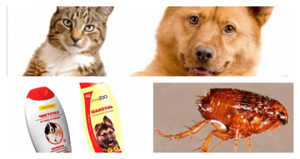 Вывести блох у собаки: как это сделать в домашних условиях Вывести блох у собаки: как это сделать в домашних условиях