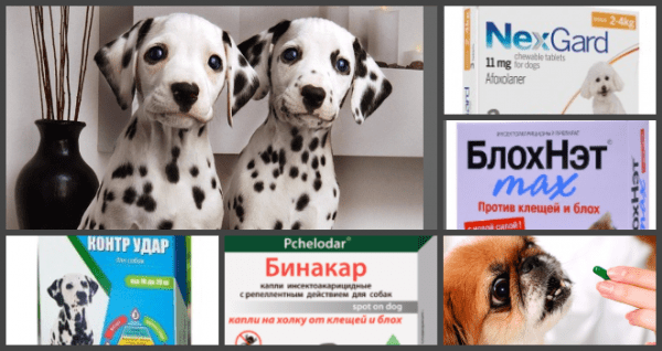 Вывести блох у собаки: как это сделать в домашних условиях Вывести блох у собаки: как это сделать в домашних условиях