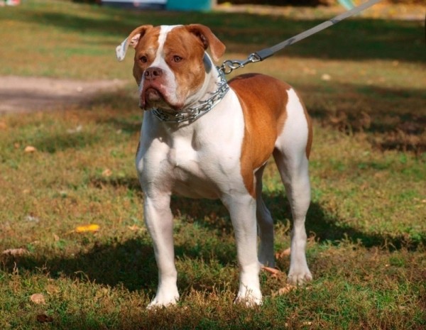 11 пород собак, которых с 2020 год нельзя водить по улицам без намордника и поводкао 11 пород собак, которых с 2020 год нельзя водить по улицам без намордника и поводкао