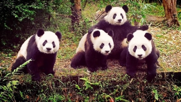 12 жестоких и опасных животных, которых мы считаем миленькими и безобидными 12 жестоких и опасных животных, которых мы считаем миленькими и безобидными