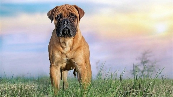 11 пород собак, которых с 2020 год нельзя водить по улицам без намордника и поводкао 11 пород собак, которых с 2020 год нельзя водить по улицам без намордника и поводкао