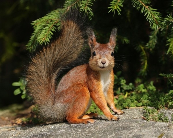 12 жестоких и опасных животных, которых мы считаем миленькими и безобидными 12 жестоких и опасных животных, которых мы считаем миленькими и безобидными
