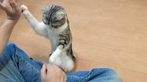 Как правильно дрессировать домашнего кота Как правильно дрессировать домашнего кота