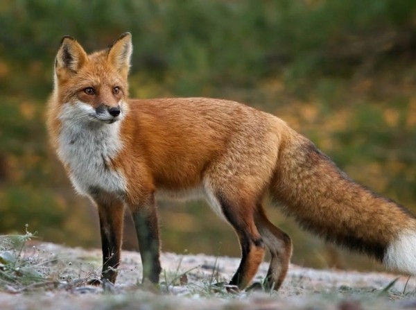 12 жестоких и опасных животных, которых мы считаем миленькими и безобидными 12 жестоких и опасных животных, которых мы считаем миленькими и безобидными