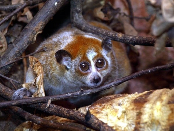 12 жестоких и опасных животных, которых мы считаем миленькими и безобидными 12 жестоких и опасных животных, которых мы считаем миленькими и безобидными