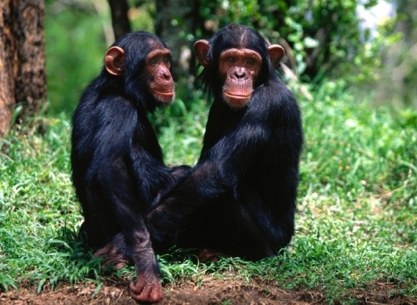 12 жестоких и опасных животных, которых мы считаем миленькими и безобидными 12 жестоких и опасных животных, которых мы считаем миленькими и безобидными