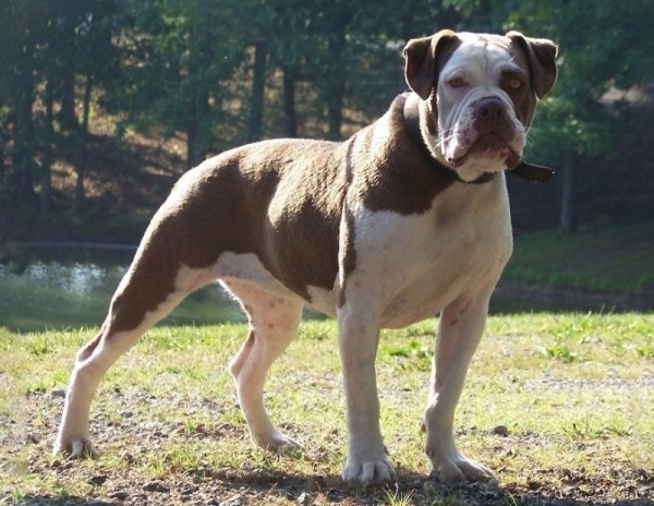 11 пород собак, которых с 2020 год нельзя водить по улицам без намордника и поводкао 11 пород собак, которых с 2020 год нельзя водить по улицам без намордника и поводкао