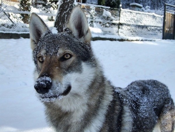 11 пород собак, которых с 2020 год нельзя водить по улицам без намордника и поводкао 11 пород собак, которых с 2020 год нельзя водить по улицам без намордника и поводкао