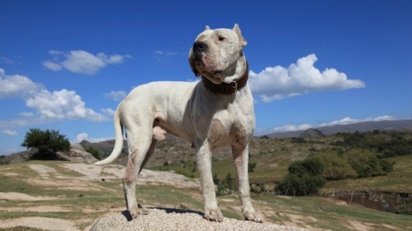 11 пород собак, которых с 2020 год нельзя водить по улицам без намордника и поводкао 11 пород собак, которых с 2020 год нельзя водить по улицам без намордника и поводкао