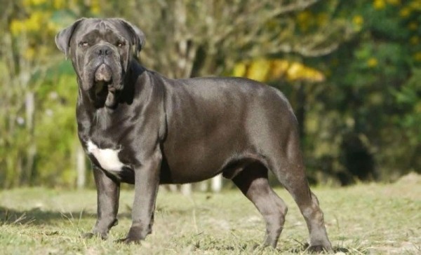 11 пород собак, которых с 2020 год нельзя водить по улицам без намордника и поводкао 11 пород собак, которых с 2020 год нельзя водить по улицам без намордника и поводкао