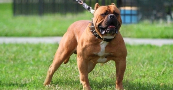 11 пород собак, которых с 2020 год нельзя водить по улицам без намордника и поводкао 11 пород собак, которых с 2020 год нельзя водить по улицам без намордника и поводкао