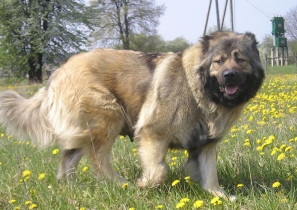 11 пород собак, которых с 2020 год нельзя водить по улицам без намордника и поводкао 11 пород собак, которых с 2020 год нельзя водить по улицам без намордника и поводкао