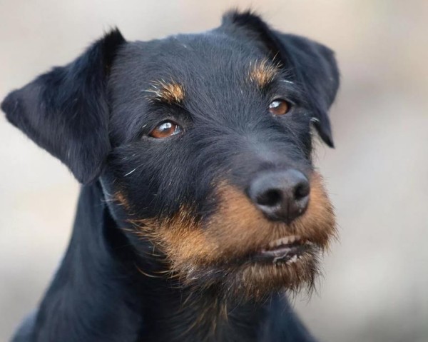 Ягдтерьер (немецкий): фото и видео, характеристики и особенности породы, уход