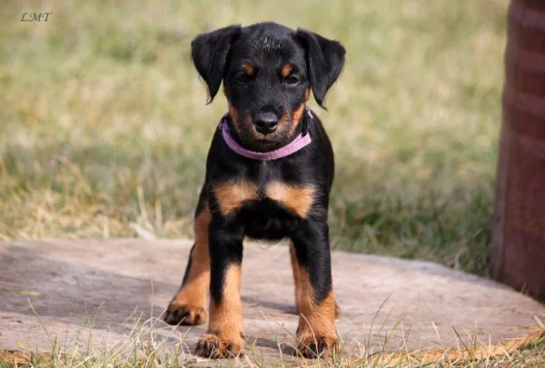 Ягдтерьер (немецкий): фото и видео, характеристики и особенности породы, уход