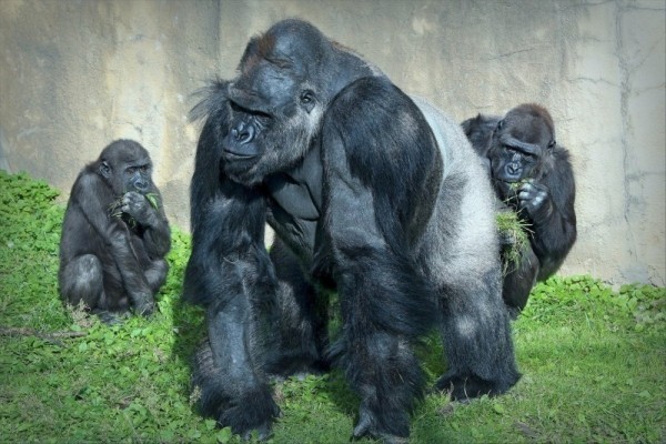 12 удивительных и редких животных, которых можно увидеть в Московском зоопарке 12 удивительных и редких животных, которых можно увидеть в Московском зоопарке