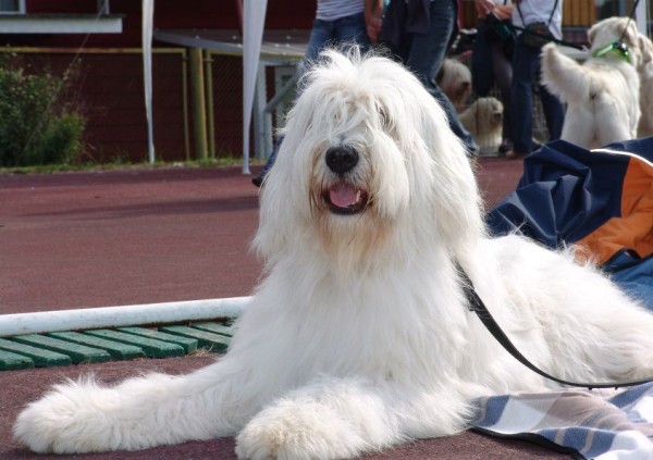 Южнорусская овчарка: характер, фото, уход и содержание питомца Южнорусская овчарка: характер, фото, уход и содержание питомца