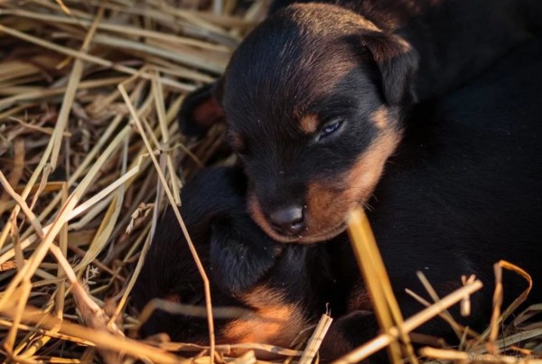 Ягдтерьер (немецкий): фото и видео, характеристики и особенности породы, уход